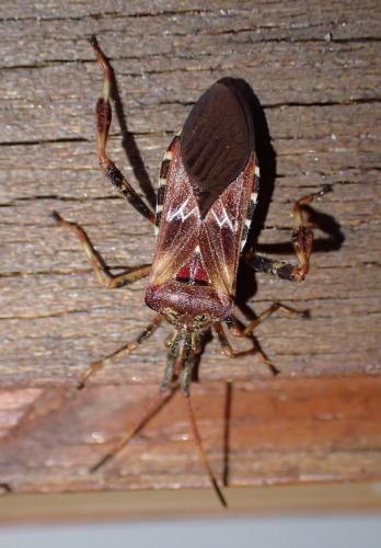 Réf. 219 581 : Leptoglossus occidentalis